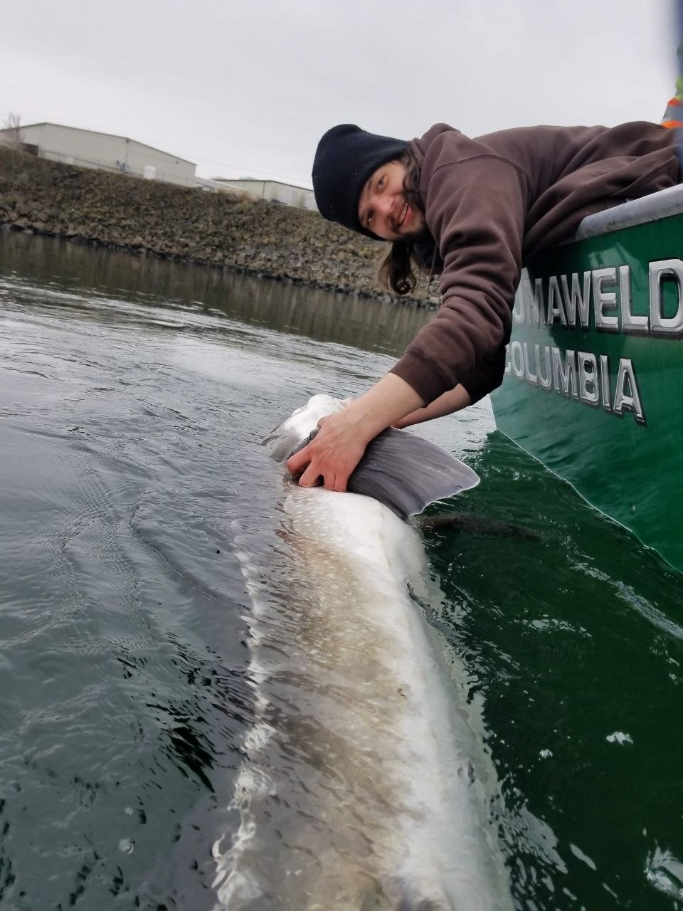 Angler releasing a sturgeon from the boat